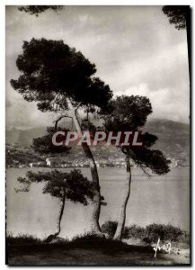 Postcard Moderne Menton Pins In Cap Martin