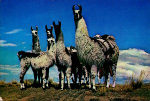 Peru Group Llamas On Peru's High Plains