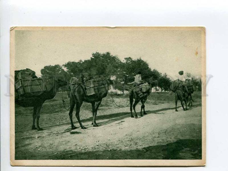 271320 TURKMENISTAN Ashgabat caravan camels Vintage postcard