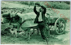 c1910s Basque Country France Hauling Cows Ox Postcard Le Buveur Delboy Photo A26