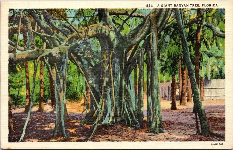 Banyan Floridas Birds Ct Art Colortone Unposted Vintage Postcard