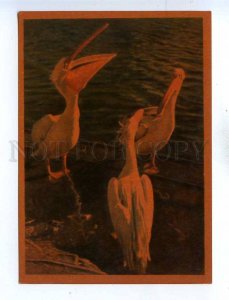 195078 Russia Moscow ZOO pelican old postcard