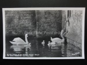 Somerset WELLS Bishops Palace SWANS RING FOR FOOD Old RP Postcard by Scott S748