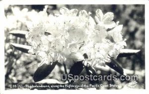 Real Photo - Rhododendrons - Pacific Coast, CA