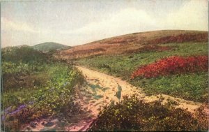 Among Saul's Hills Nantucket MA Massachusetts Wyer DB Postcard UNP