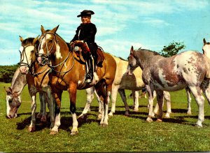 Argentina Horses and Gauchos