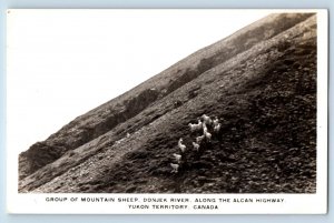 Yukon Canada Postcard Group of Mountain Sheep Donjek River c1920's RPPC Photo