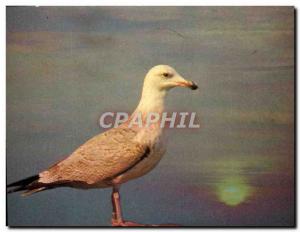 Postcard Modern Watch In Crepuscule Bird Seagull