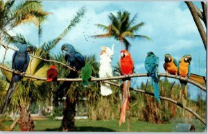Macaws Parrots and Cockatoo Biancas Birds Hypoluxo Florida Postcard Posted 1938