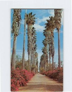 Postcard Tall Palm Tree & Bougainvillea Tropical Scenery Rio Grande Valley Texas