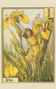 Iris Fairy Of Antique Flower Fairies Book Illustration Postcard