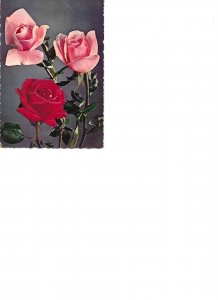 Beautiful roses Very nice lot of five (5) modern photo postcards 1970s