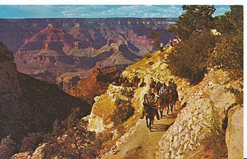 America Postcard - Grand Canyon - Arizona - The Dolly Mule Train   W129