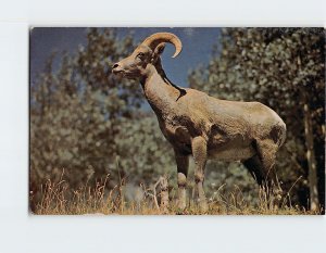 Postcard Rocky Mountain Sheep