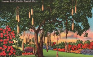 Vintage Postcard 1962 Sausage Tree Kigellia Pinatta Cutler Road African Native