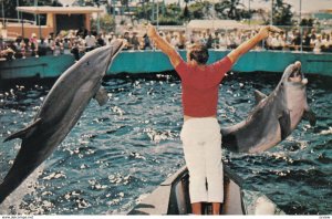 Dolphins , SEAQUARIUM , Miami , Florida , 1980