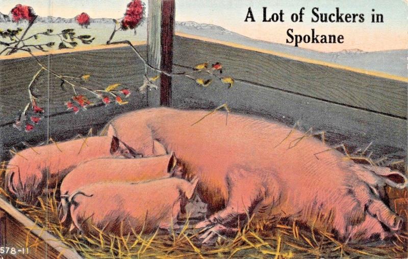 A LOT OF SUCKERS IN SPOKANE WASHINGTON-PIGLETS & SOW PIG POSTCARD 