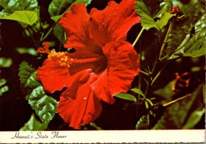 Hawaii State Flower The Red Hibiscus 1977