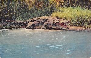 BR56436 Crok crocodile africa Animaux animals