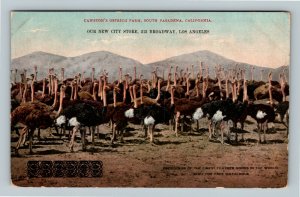 South Pasadena CA Cawston's Ostrich Farm Advertising Vintage California Postcard 