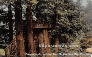 Big Tree Grove - Santa Cruz, CA