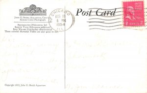 Chicago Illinois 1954 Postcard Shedd Aquarium Hawaiian Fishes