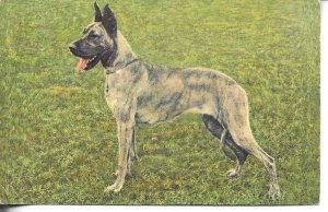 Great Dane Dog Old vintage Swiss photo postcard