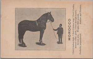 Postcard Horse Morocco Arabian Perchon 7 feet 2 inches