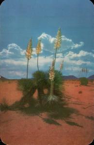 Desert Yucca