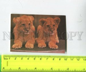 474447 USSR 1986 year circus trained lion cubs Original old Pocket CALENDAR