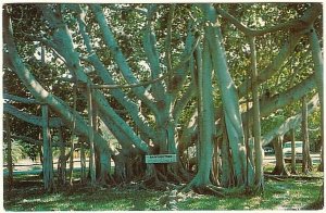 Banyan Tree, Florida, Vintage 1965 Chrome Postcard