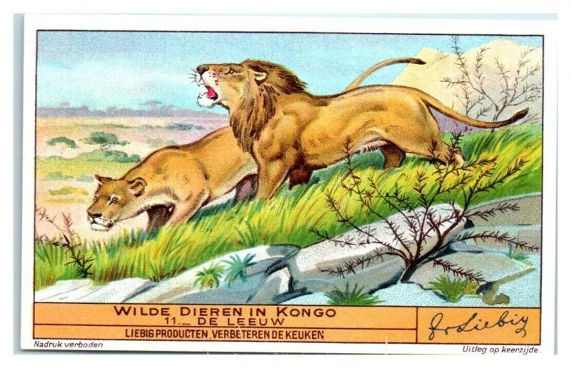 Lion, Congo Animals, Liebig Belgian Trade Card *VT32V