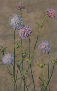 Field Scabious Perennial Blooms Vintage Flower Postcard