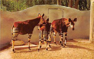 Okapi, San Diego Zoo San Diego, California, USA Unused 