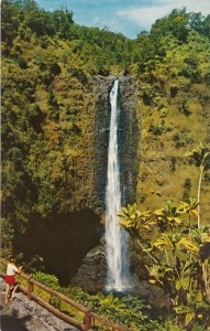 Akaka Falls near Hilo in the Orchid Isle HI, Hawaii