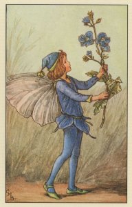 Speedwell Flower Fairy Vintage Book Stunning Postcard