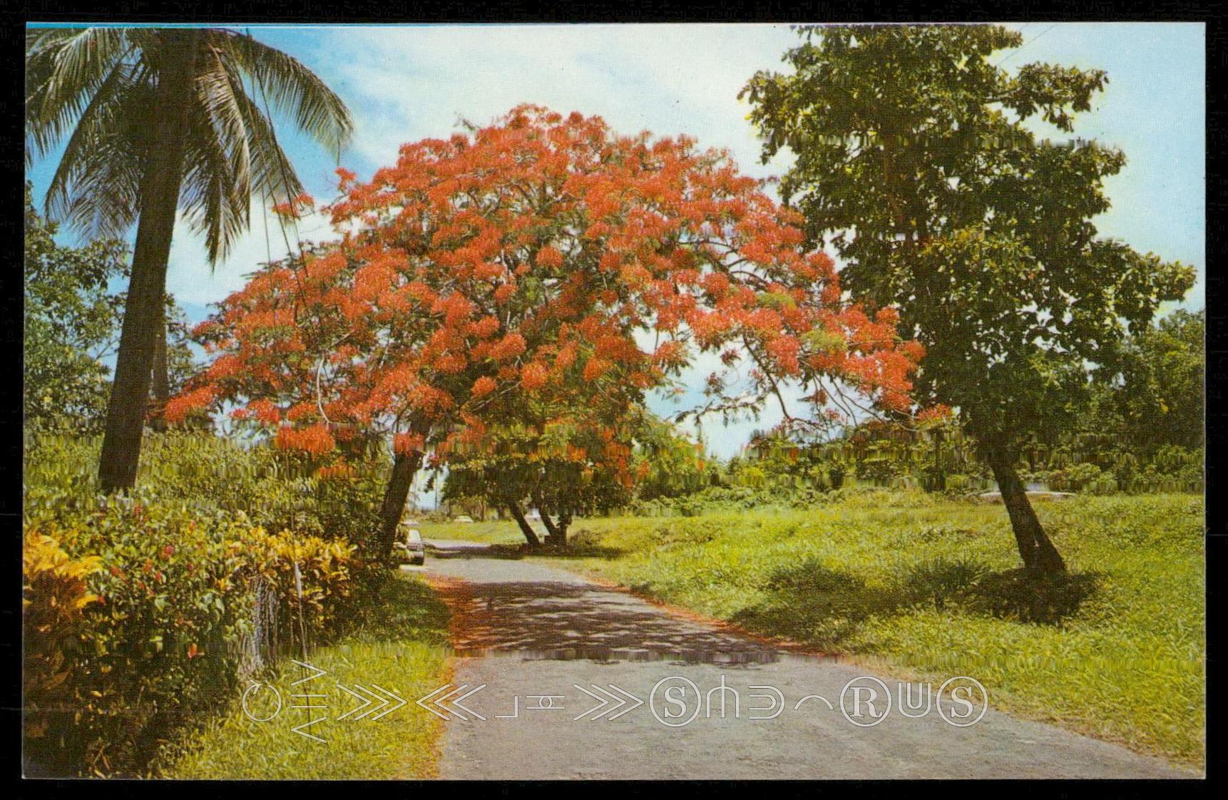 Estéril Sin personal tenedor Hermoso Flamboyan, arbol nacional de Puerto Rico. - Beautiful Flamboyan  tree, th | Latin & South America - South America - Puerto Rico, Postcard /  HipPostcard