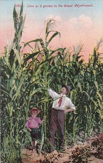 Giant Corn As It Grows In The Great Northwest