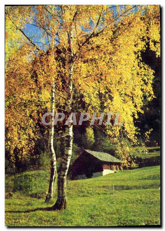Postcard Modern Tree