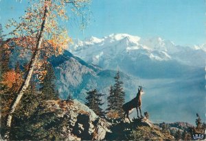 Postcard France Le Chamois des Alpes