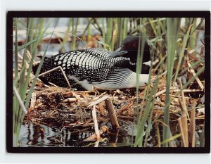 Postcard Common Loon the Minnesota State Bird sitting on its nest Minnesota USA