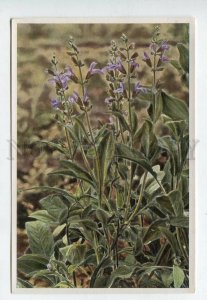 427985 Flower Salvia officinalis Vintage Sammelwerk Tobacco Card w/ ADVERTISING