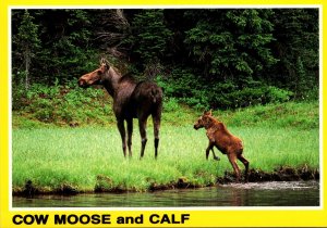 Canada Britsh Columbia Cow Moose and Calf