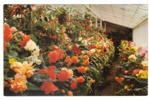 Begonias, Butchart Gardens, Victoria, British Columbia, Vintage Postcard #1