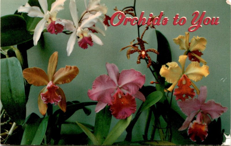 Stunning Hawaii orchids postcard - Aloha!! postcard