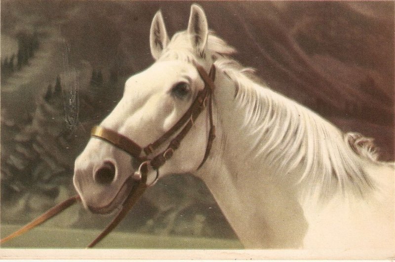 Horse's Head Old vintage Belgian photo postcard