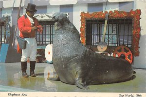 Elephant Seal, Sea World Aurora, Ohio OH