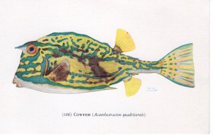 US    PC5171 COWFISH