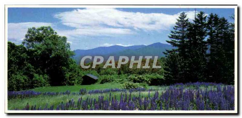 Old Postcard Lupine Blossoms White National Forest New Hampshire