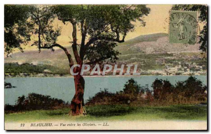 Old Postcard View Beaulieu Between Les Oliviers